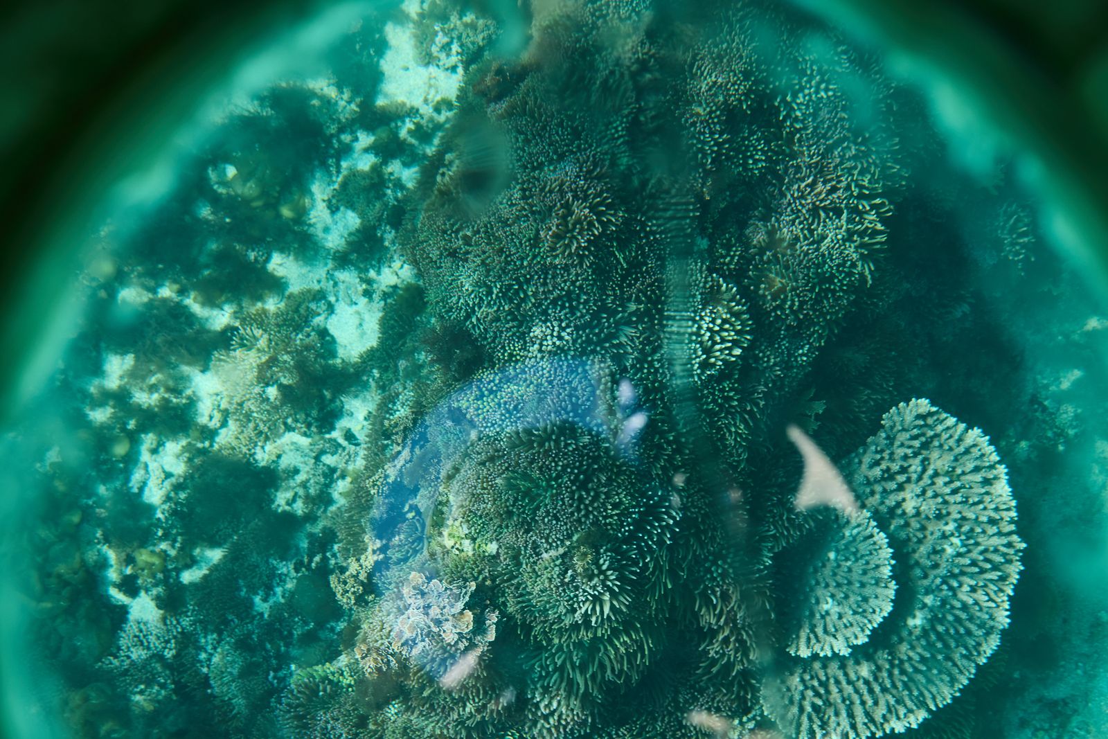 箱メガネからの水中写真