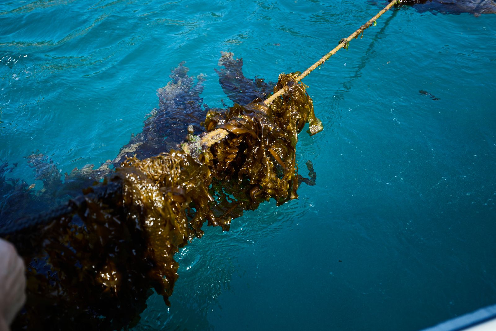 海藻の引き上げ